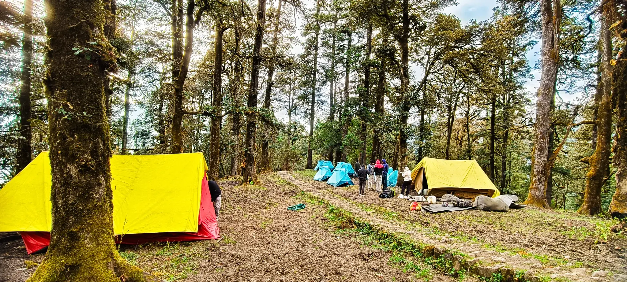 Ali Bedni Bugyal forest campsite