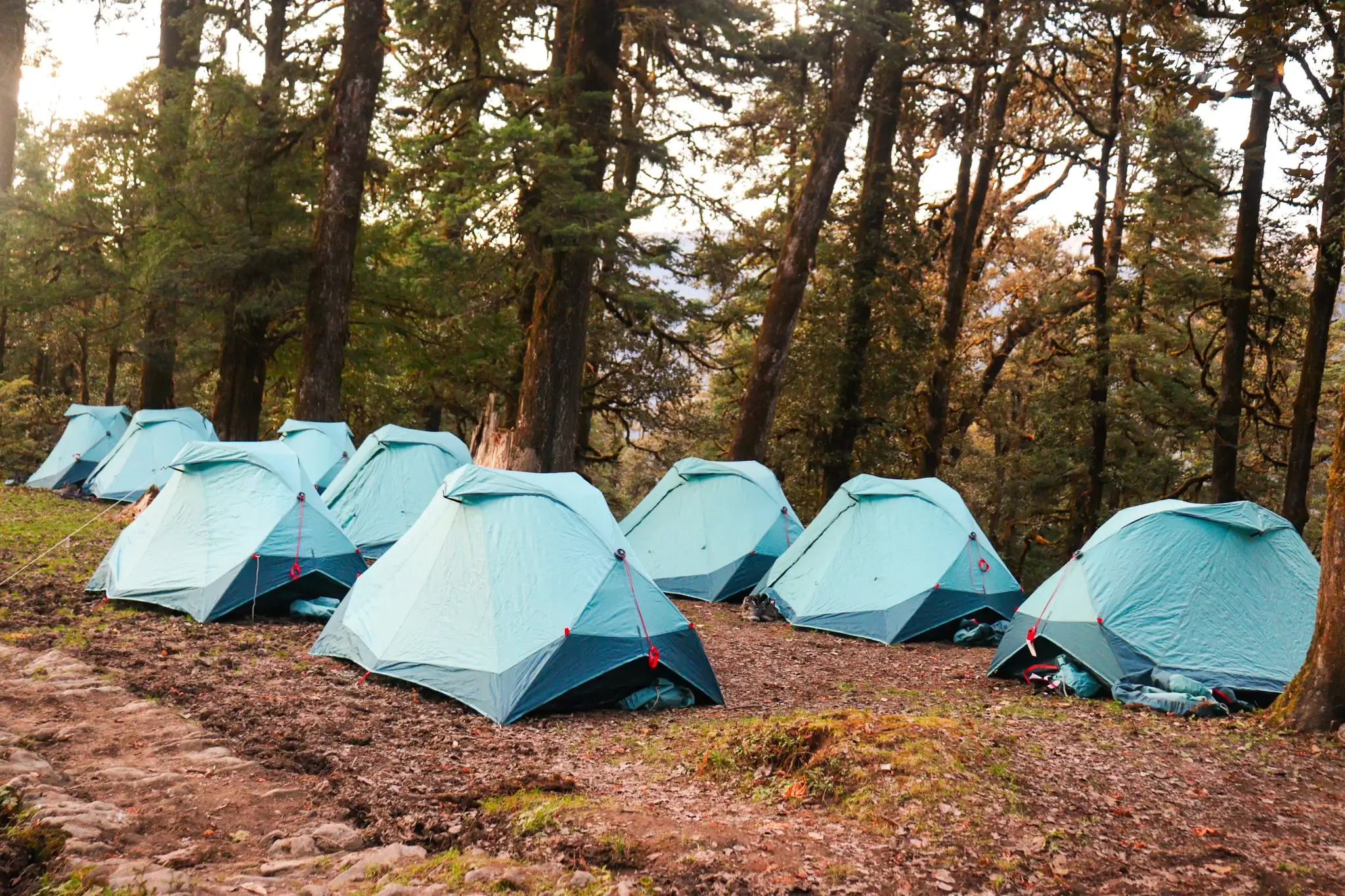 Ali Bedni Bugyal trek forest campsite
