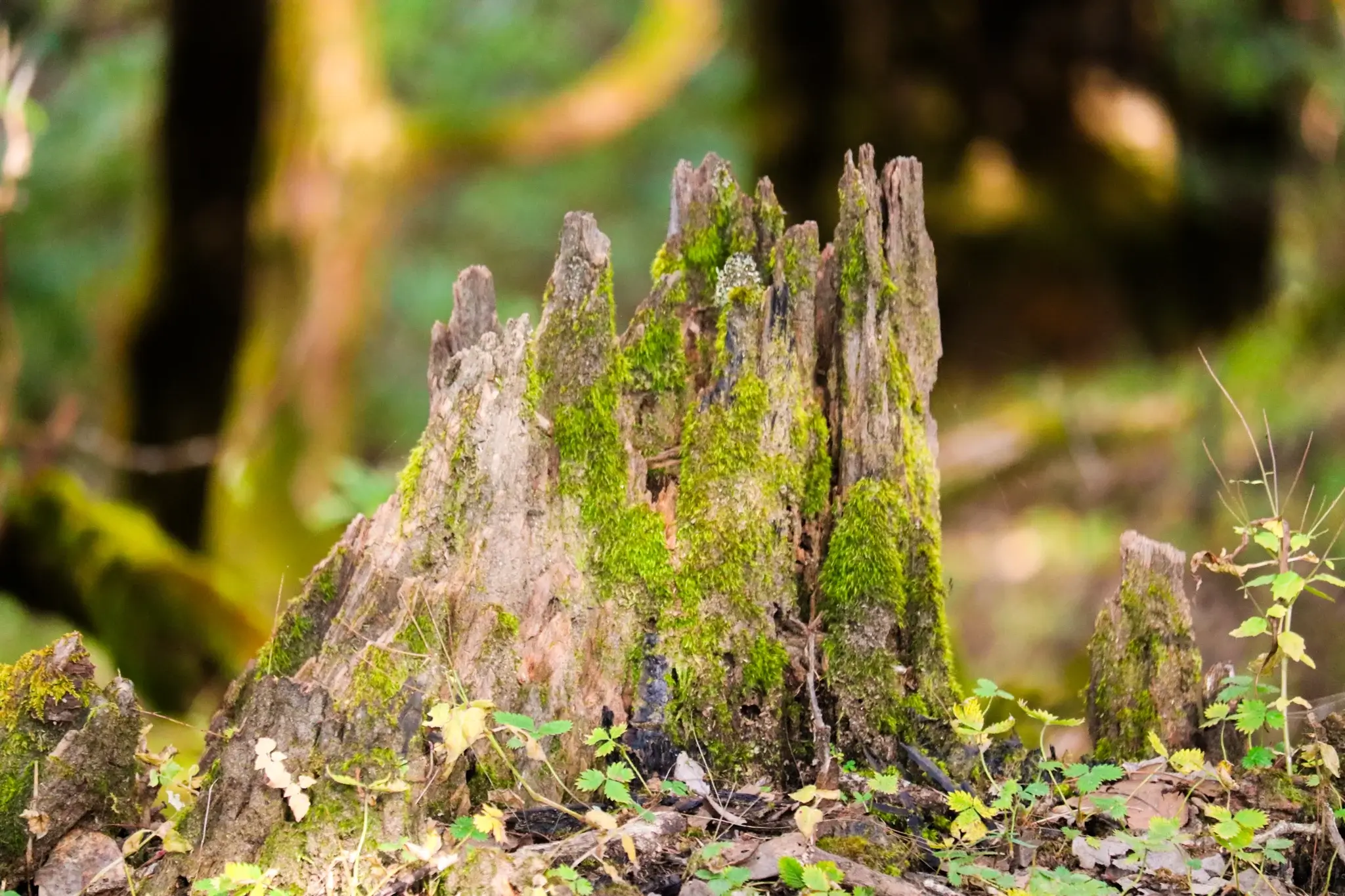 Ali Bedni Bugyal trek mossy tree forest