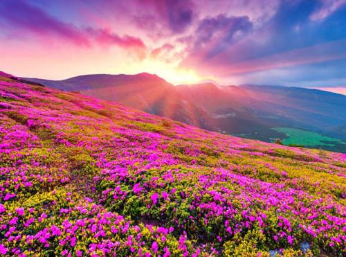 valley-of-flower-img-02