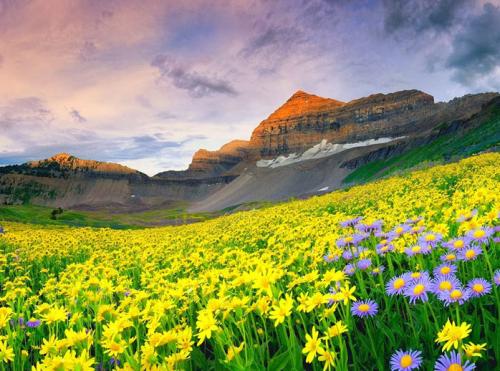 valley-of-flower-img-03