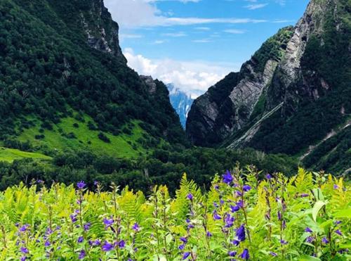 valley-of-flower-img-04